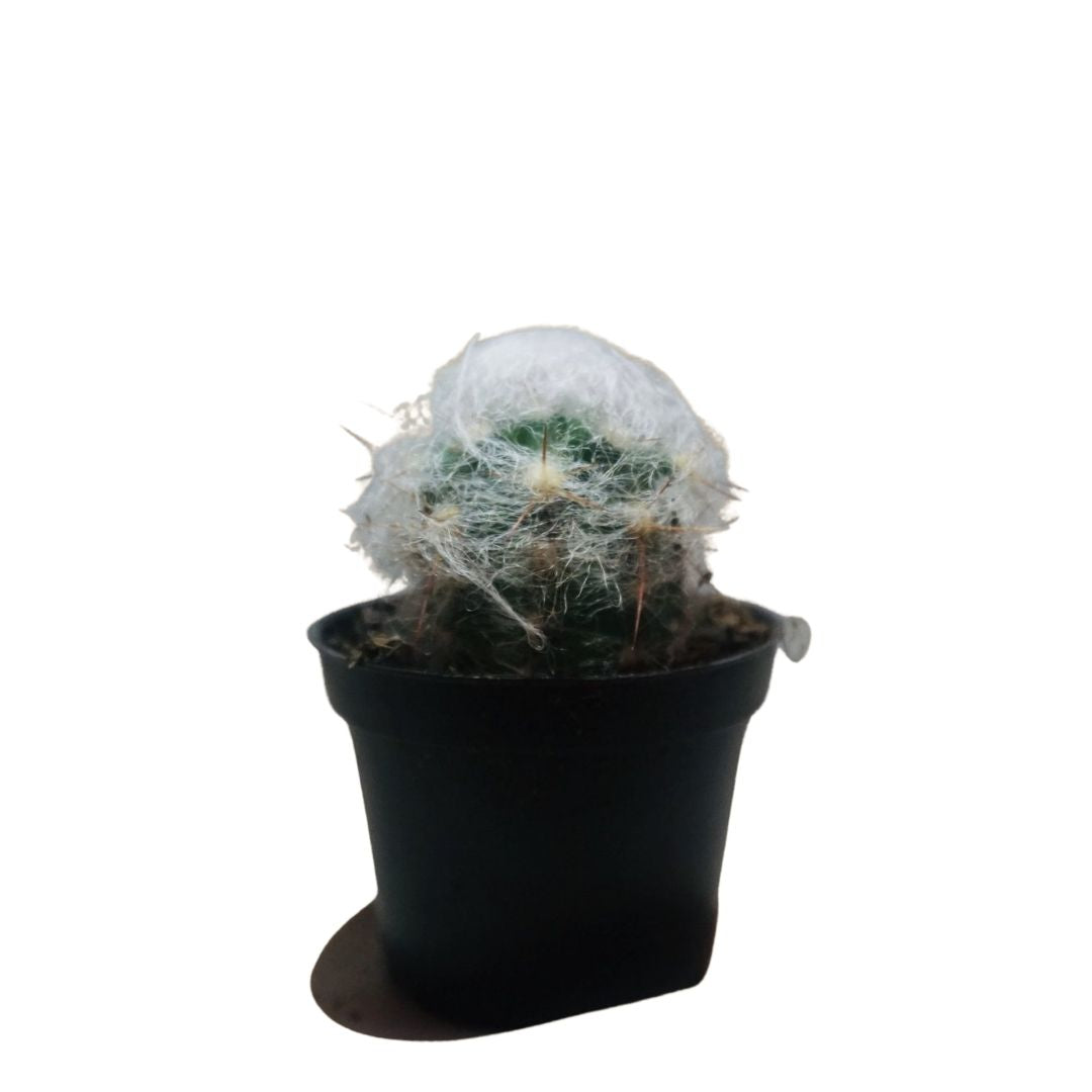 Old Man Cactus