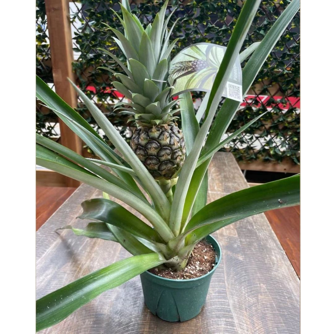pineapple planter pot large Large Pineapple Plant in 6” Plastic Pot