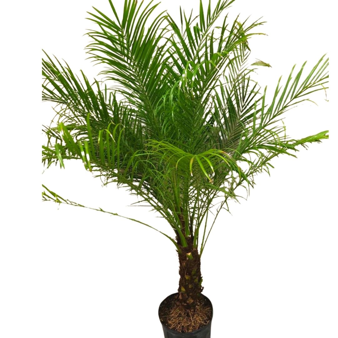 Roebelinii Palm in 10” Plastic Pot