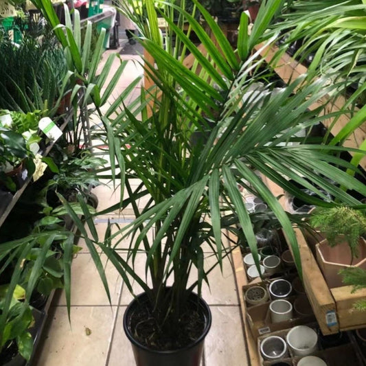 Majesty Palm in Plastic Pot