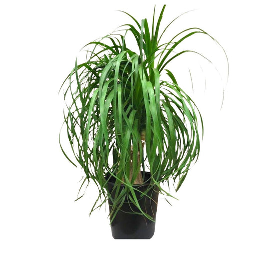 Large Ponytail Palm in 10" Plastic Pot