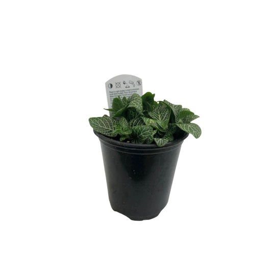 Fittonia White in Plastic Pot