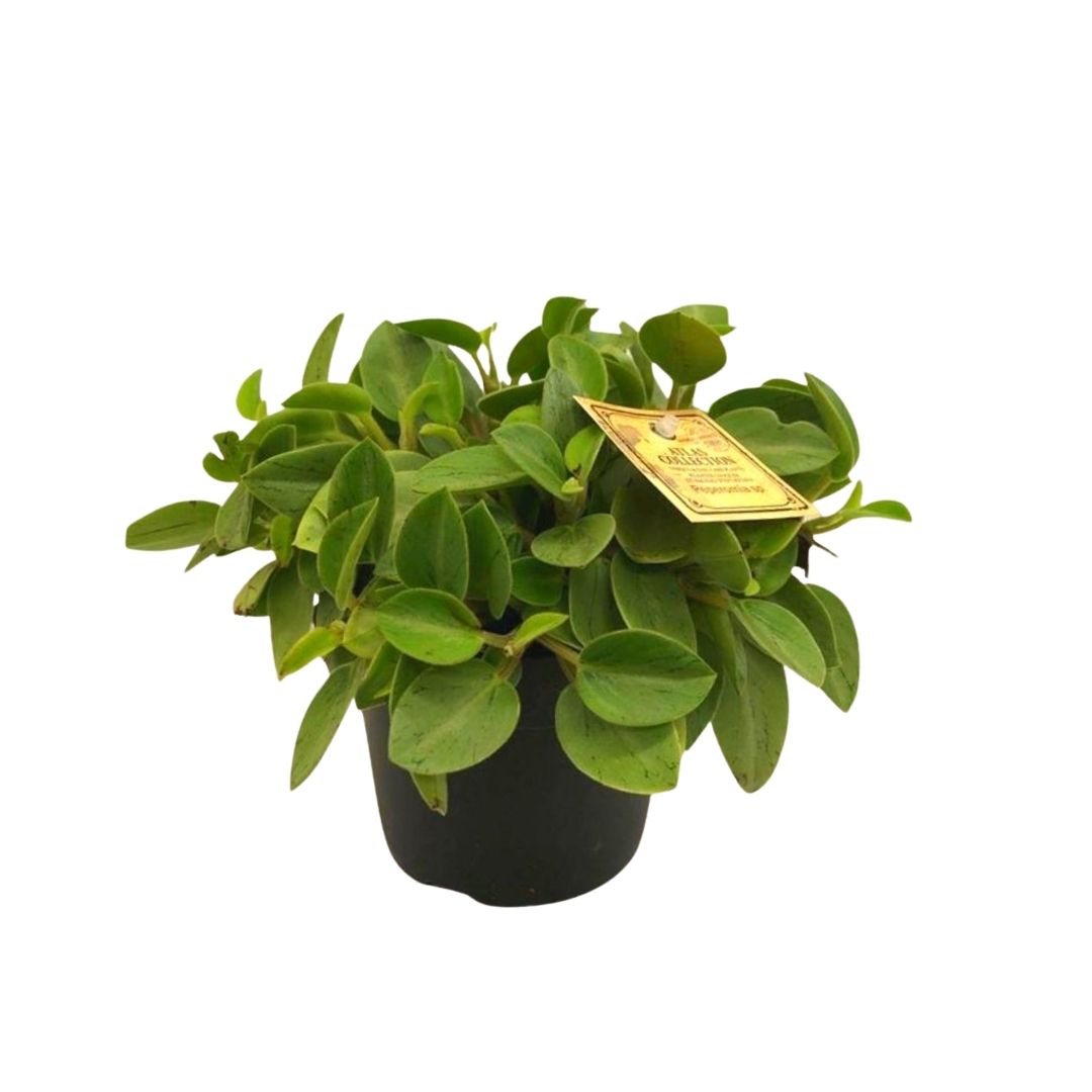 Peperomia Pixie in 5” Plastic Pot