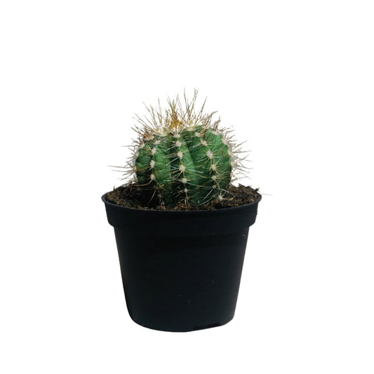 Spiny Pincushion Cactus