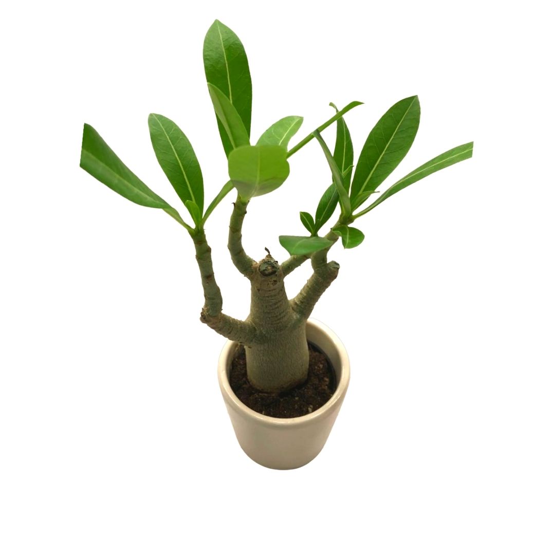 Mini Desert Rose Adenium Obesum in Plastic Pot