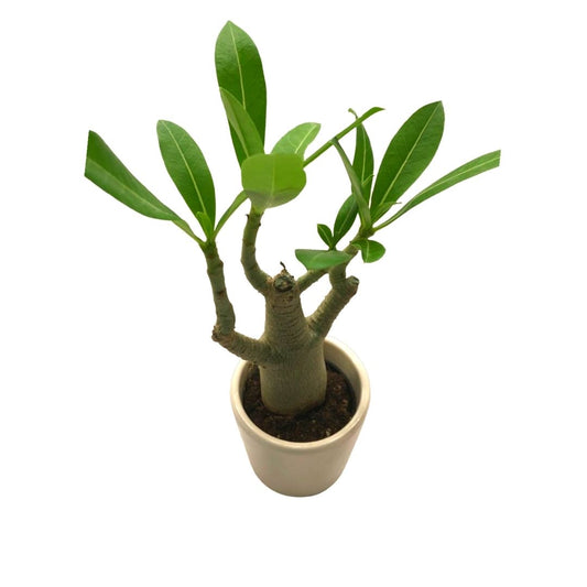 Mini Desert Rose Adenium Obesum in Plastic Pot