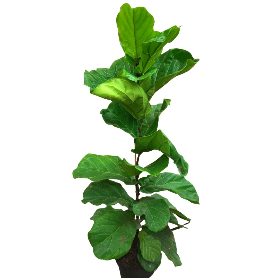fiddle leaf fig tree produce fruit Fiddle Leaf Fig Tree in 12" Plastic Pot – Queens Fruit Market & Plants