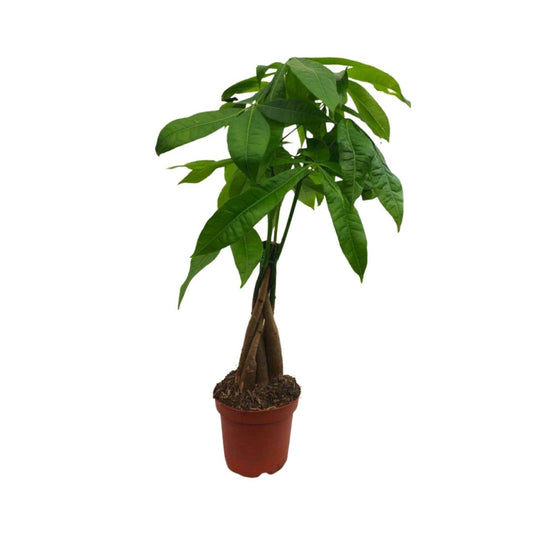 Money Tree in 5" (braided) Plastic Pot