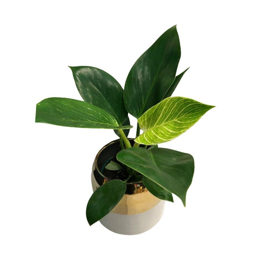 Philodendron Birkin in Plastic Pot