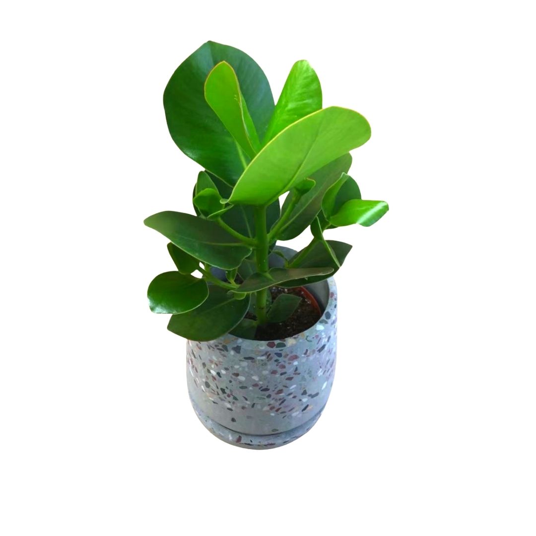 Clusia Rosea Princess in 5" Plastic Pot