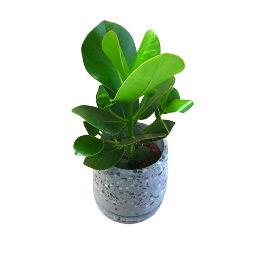 Clusia Rosea Princess in 5" Plastic Pot