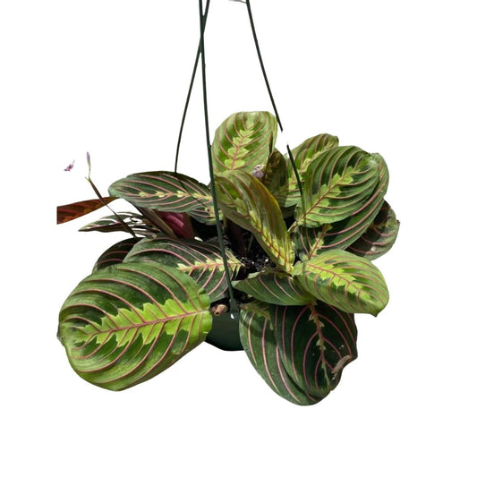 Prayer Plant- Red in 6" Plastic Pot or Hanging Basket
