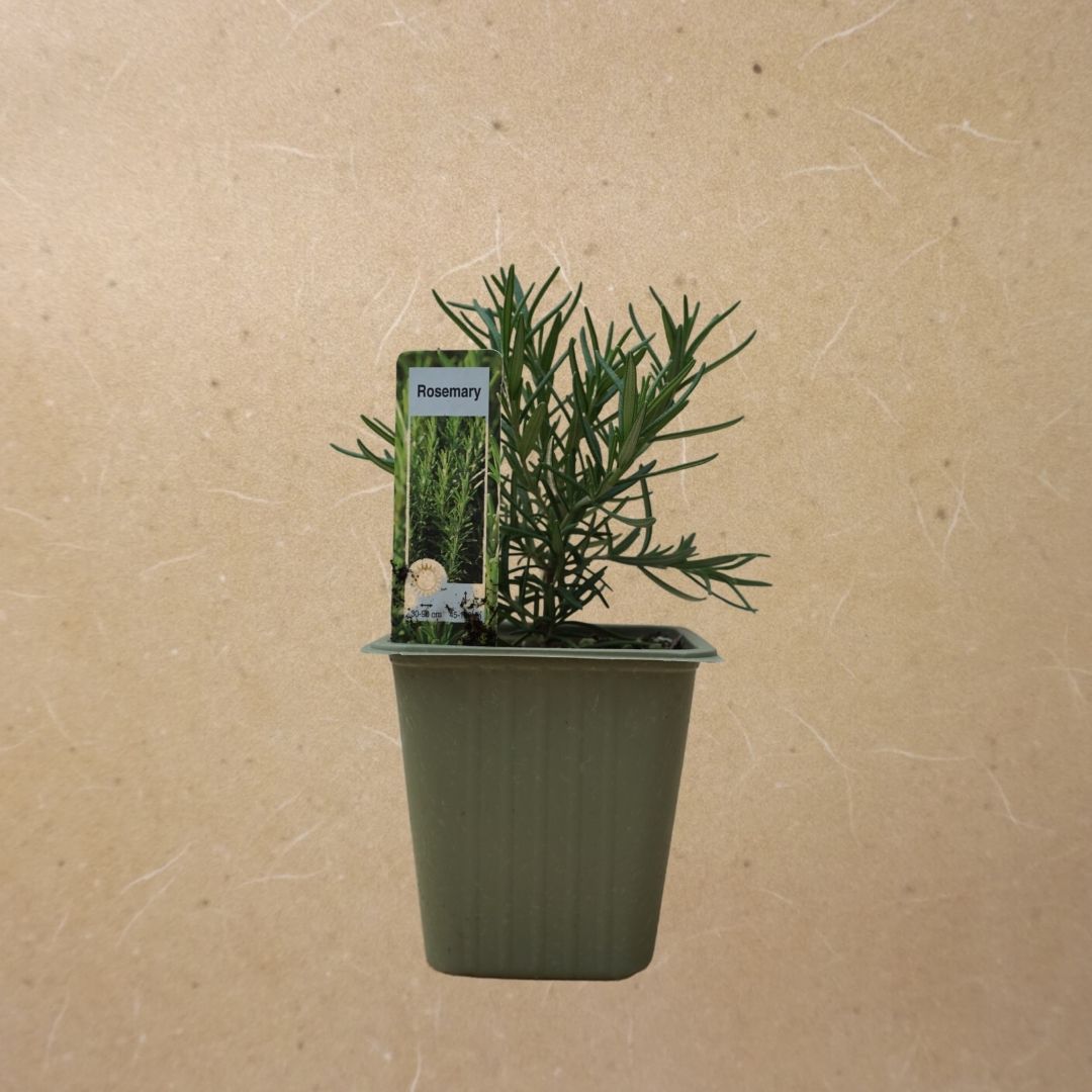 Rosemary