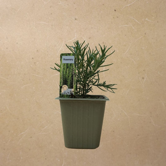 Rosemary