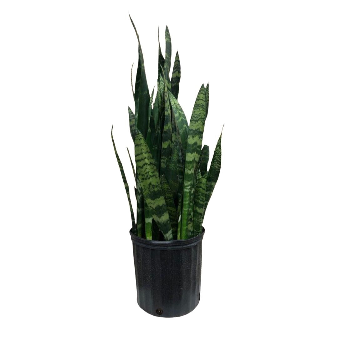 snake plant plastic pot Snake Plant Black Coral in 8" Plastic Pot – Queens Fruit Market & Plants