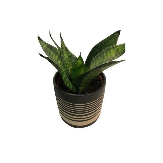 Bird’s Nest Snake Plants in 4” Plastic Pot