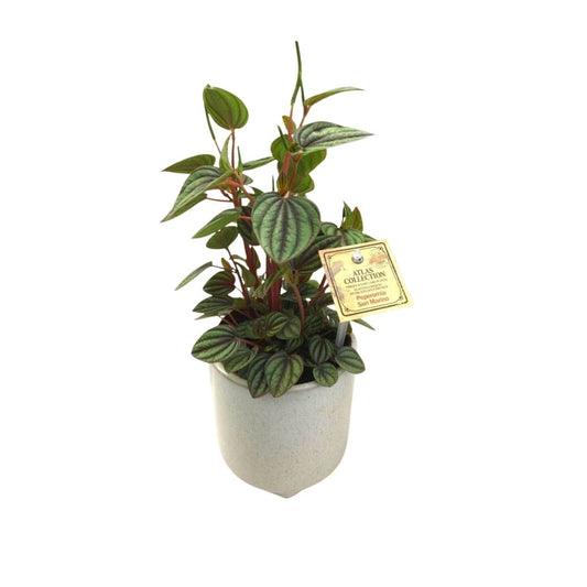 Peperomia San Marino in 5” Plastic Pot