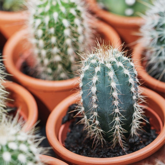 4 Small Cactus (2.5" Plastic Pot) for $20