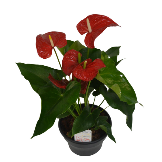 8" Anthurium Red