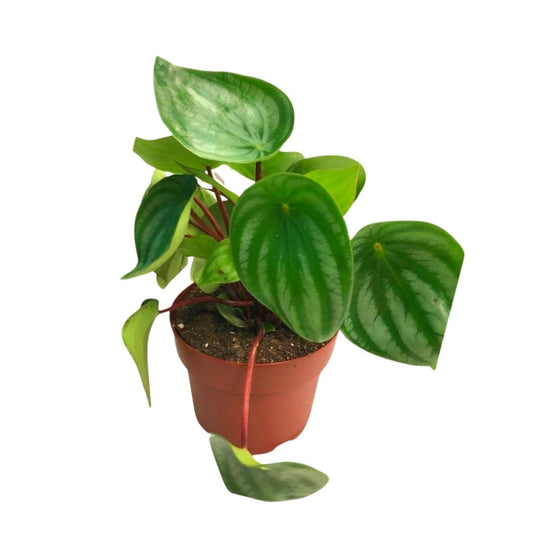 Peperomia Watermelon in 5” Plastic Pot