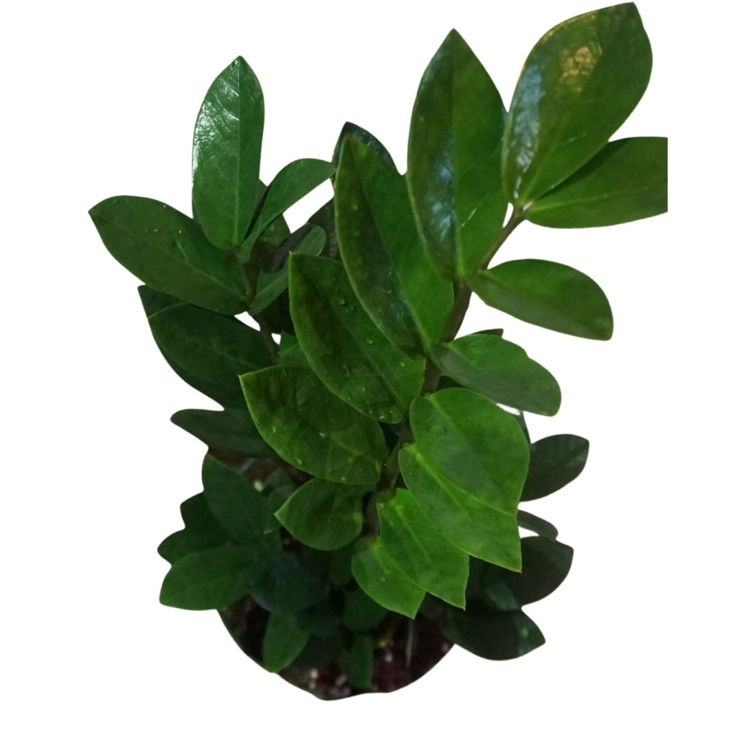 ZZ Plant in Plastic Pot