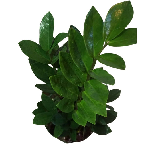 ZZ Plant in Plastic Pot