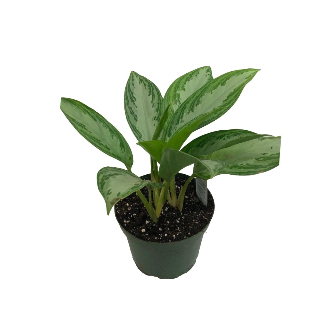 Chinese Evergreen - Aglaonema Silver Bay in 6" Plastic Pot