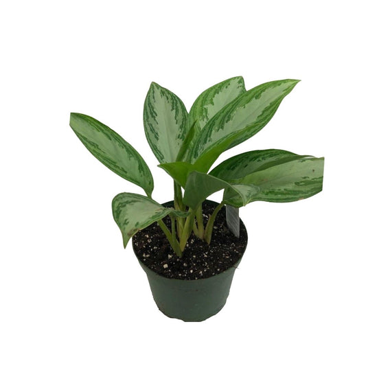 Chinese Evergreen - Aglaonema Silver Bay in 6" Plastic Pot