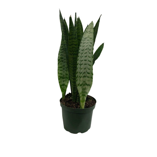 Sansevieria Green in Plastic Pot
