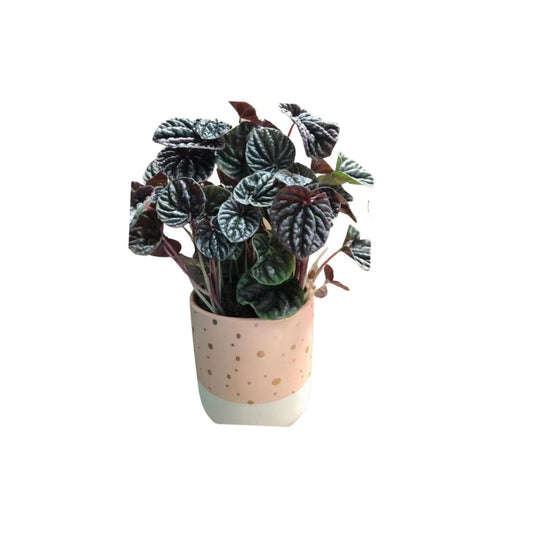 Peperomia Caperata Luna Red in 5” Plastic Pot