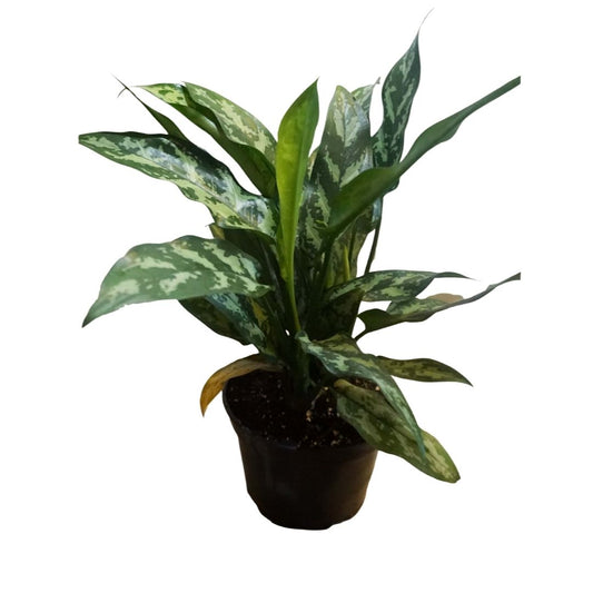Chinese Evergreen - Aglaonema Commutatum in 6" Plastic Pot