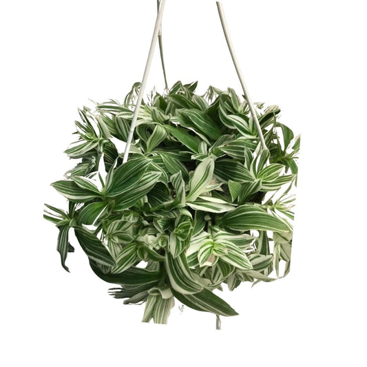 Tradescantia (Wandering Jew) Zebrina in 8” Hanging Basket