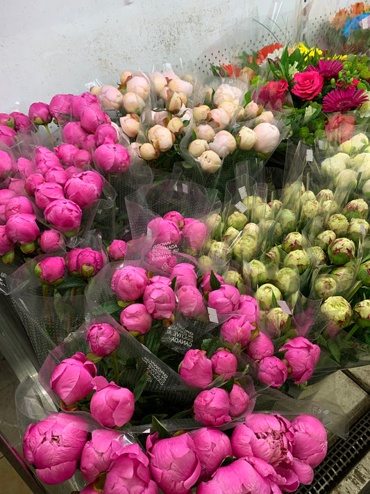 Peonies