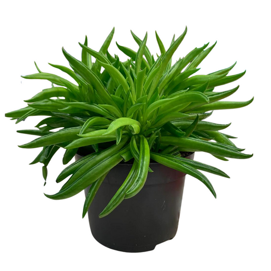 Peperomia Happy Bean in 5" Plastic Pot