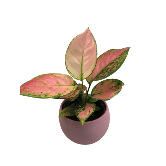 Pink Chinese Evergreen in 4” Plastic Pot