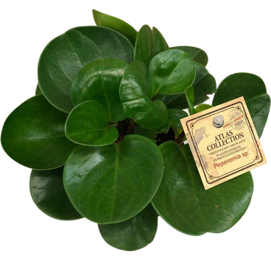 Peperomia Large Green Leaves in Plastic Pot