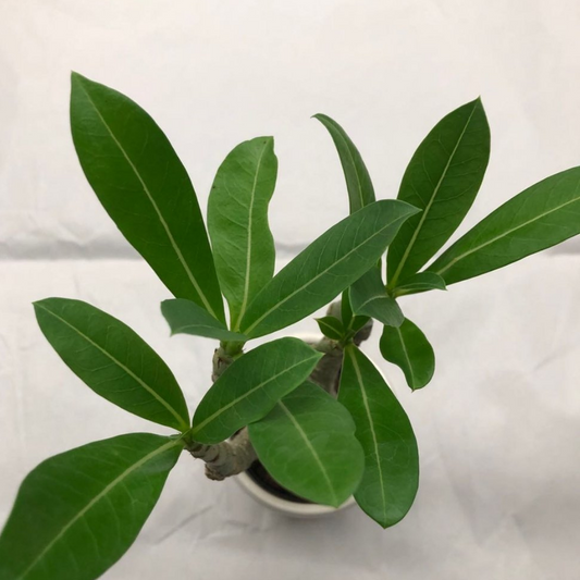 Mini Desert Rose Adenium Obesum in Plastic Pot