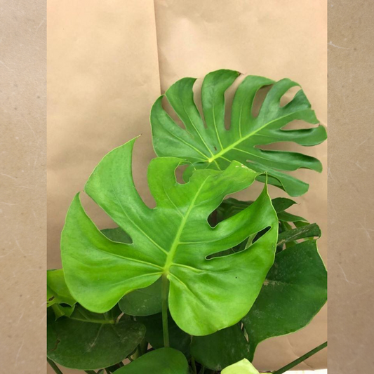 Large Monstera Plant in 8" Plastic Pot