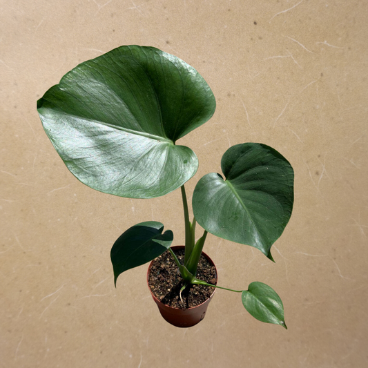 Monstera in 6" Plastic Pot