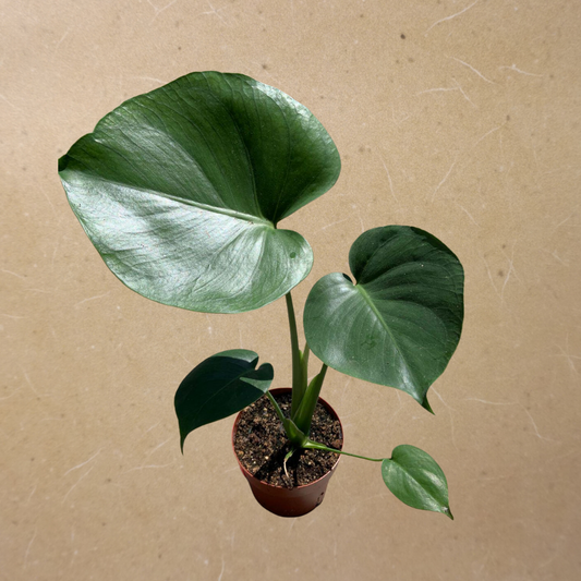 Monstera in 5" Plastic Pot