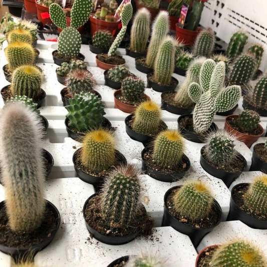 4 Small Cactus (2.5" Plastic Pot) for $20