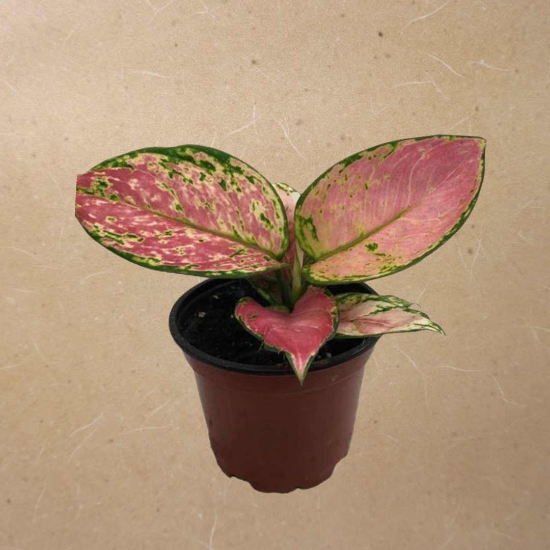 Pink Chinese Evergreen in 4” Plastic Pot