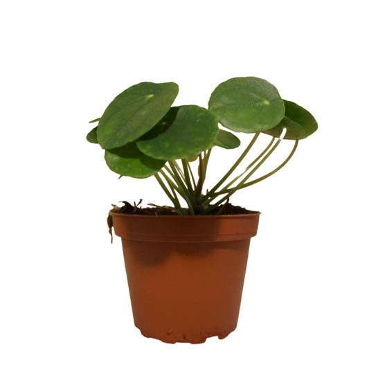 Pilea in Plastic Pot