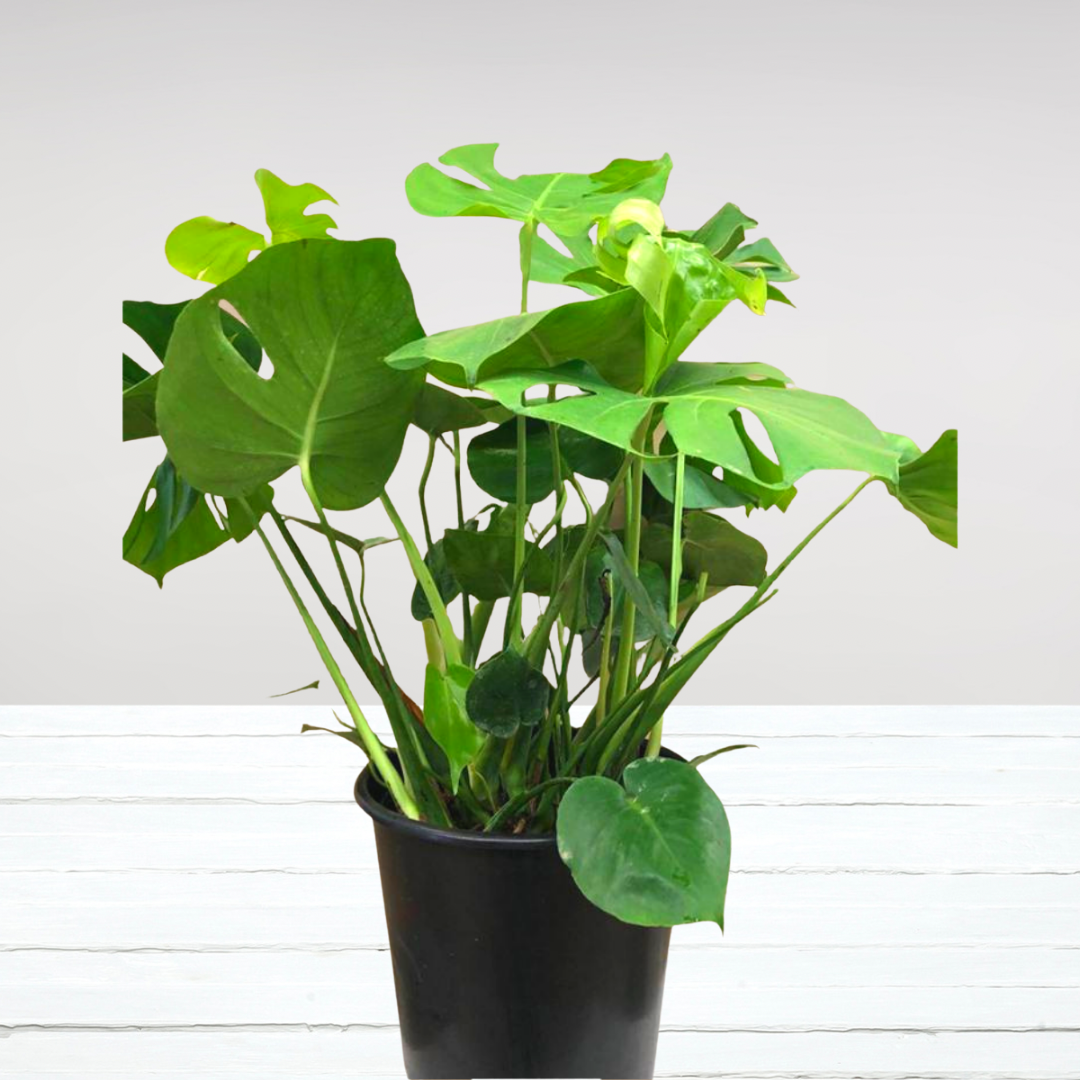 plastic monstera plant Large Monstera Plant in 8" Plastic Pot