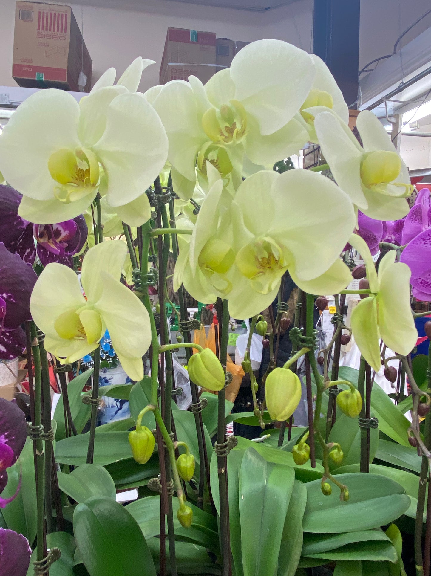 Orchid (Large)