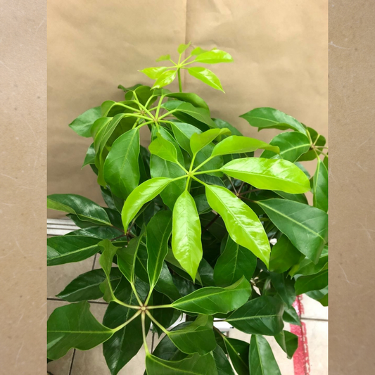 Schefflera Amate in 10” Plastic Pot