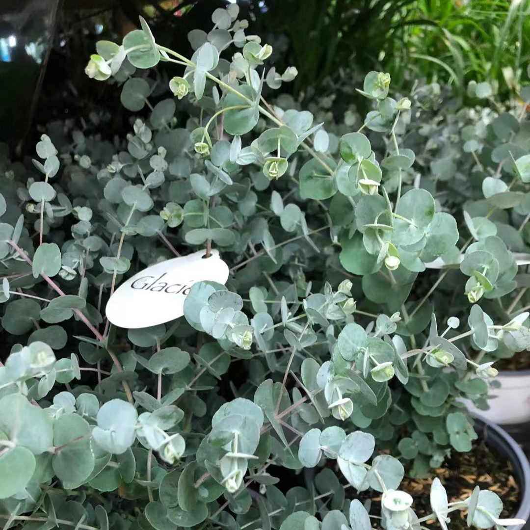 Eucalyptus Plant in 6” Plastic Pot