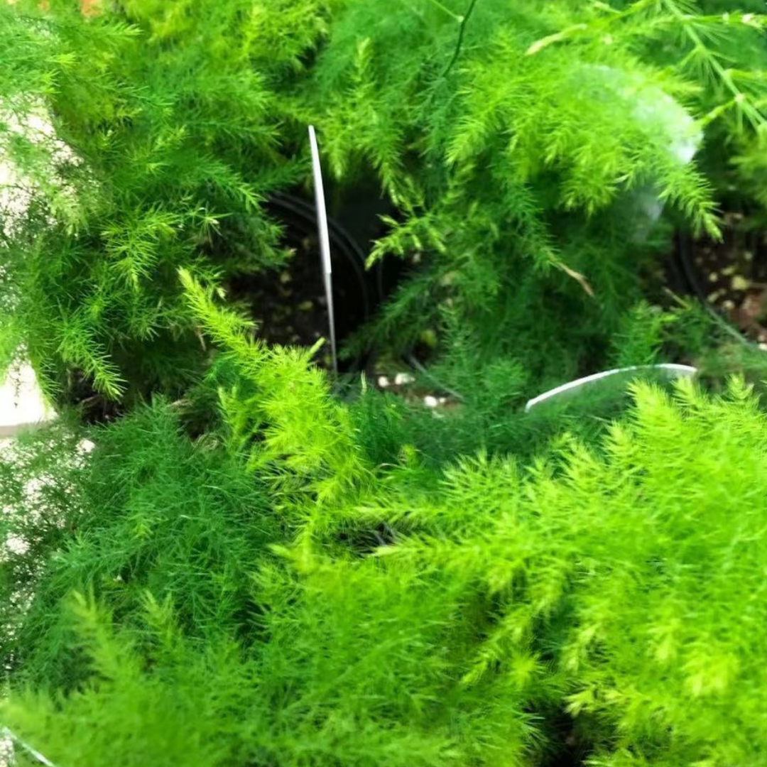 Plumosa Fern in 3.5” Plastic Pot