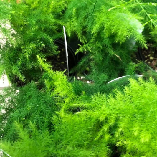 Plumosa Fern in 3.5” Plastic Pot