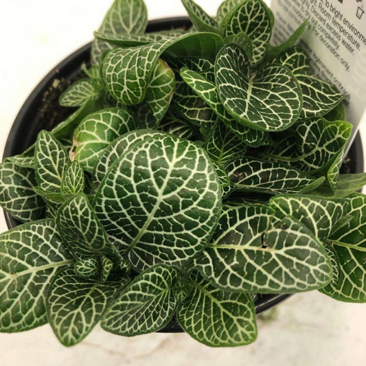 Fittonia White in Plastic Pot